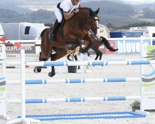Cavallo da salto Lucius Bono (Cavallo da Sella Ceco, 2010, di Lord Caletto)