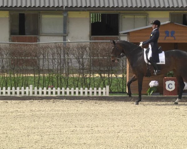 Reitturnier Gerasdorf bei Wien 2023