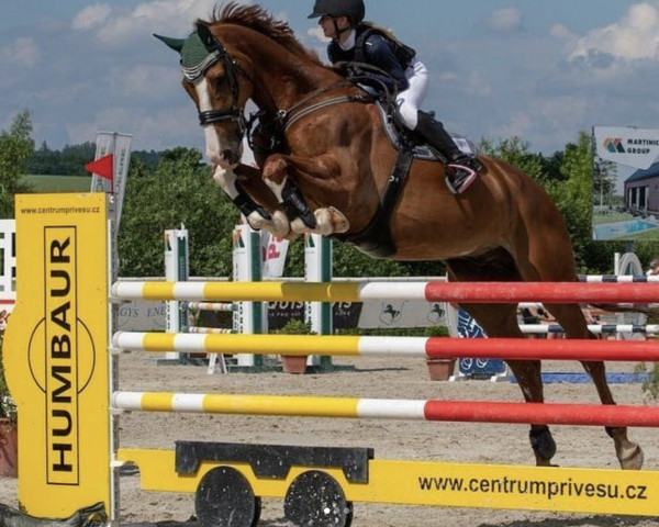 Springpferd Cascudo 3 (Hannoveraner, 2012, von Catoki)