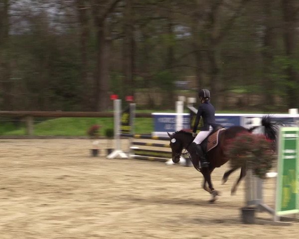 Reitturnier Rhede 2023