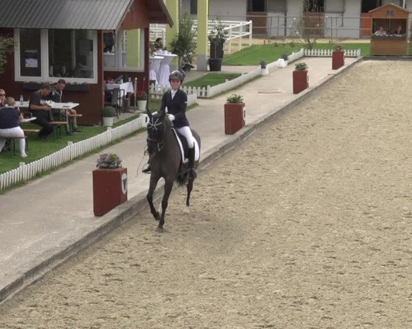 Reitturnier Gerasdorf bei Wien 2023