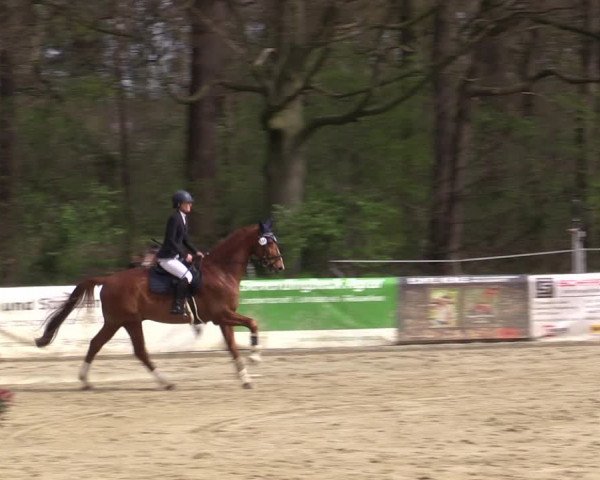 Reitturnier Rhede 2023