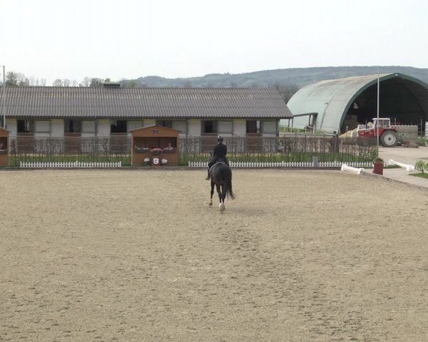 Reitturnier Gerasdorf bei Wien 2023