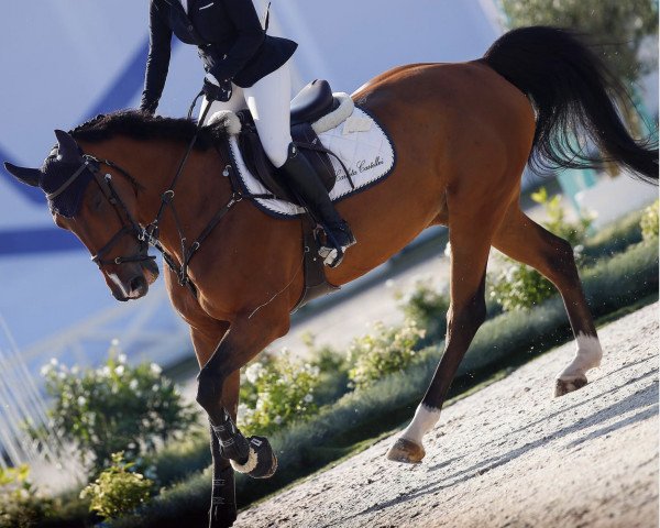 jumper Maestro A (KWPN (Royal Dutch Sporthorse), 2017, from Highlander)