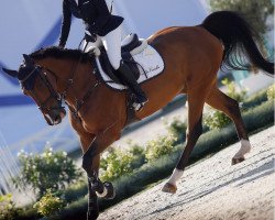 jumper Maestro A (KWPN (Royal Dutch Sporthorse), 2017, from Highlander)