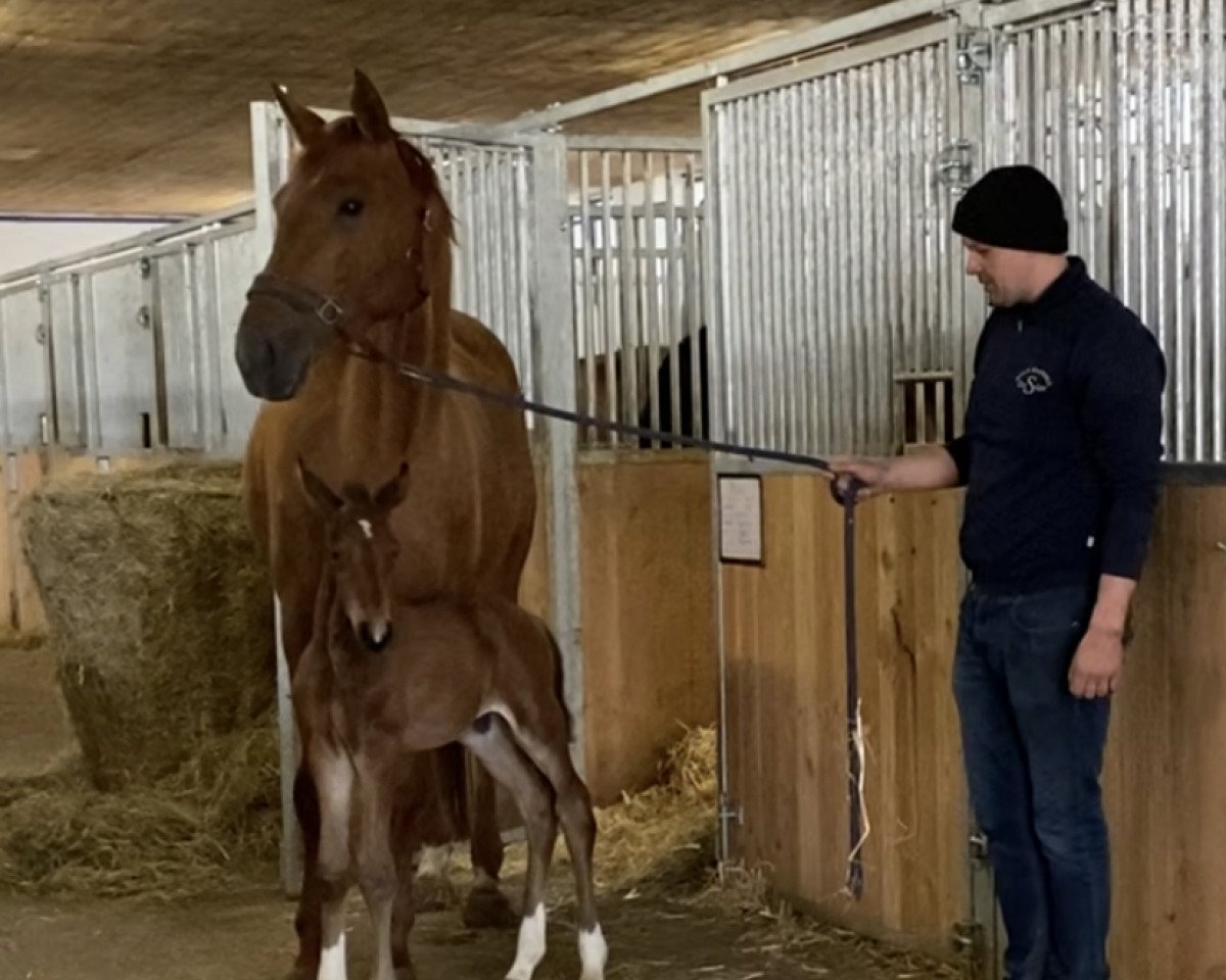 broodmare Donna Soley MSH (Hanoverian, 2019, from Don Martillo)