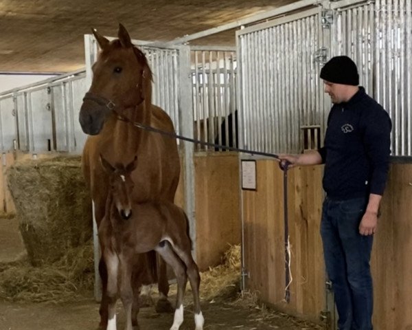 broodmare Donna Soley MSH (Hanoverian, 2019, from Don Martillo)
