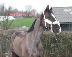 dressage horse de Montiano (Oldenburg, 2009, from Daddy Cool)
