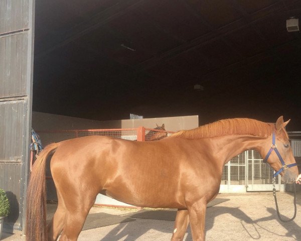 horse Della Ballerina (German Warmblood, 2018, from Destacado FRH)