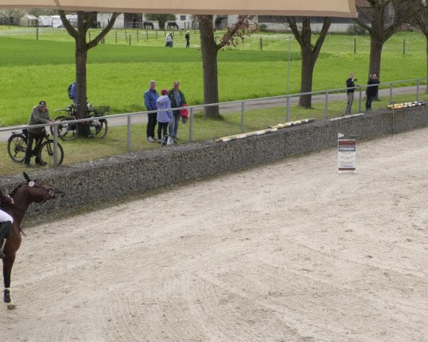 Reitturnier Ingolstadt-Hagau/Obb. 2023