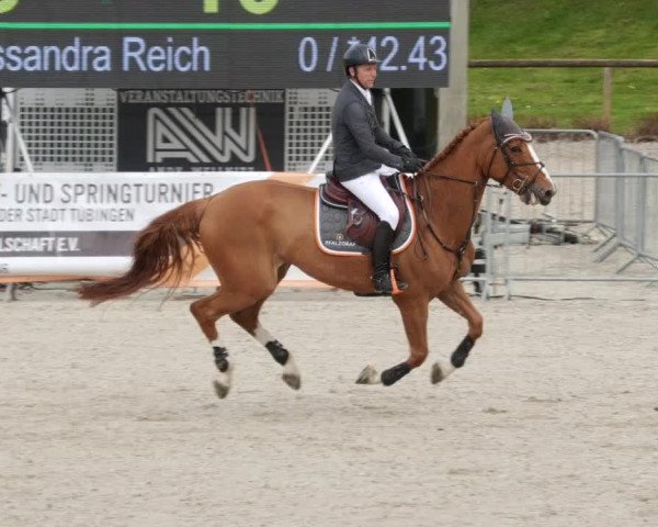 Reitturnier Tübingen 2023