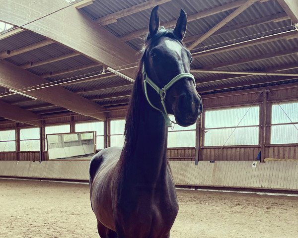 horse Agathe (German Sport Horse, 2019, from Courtier)