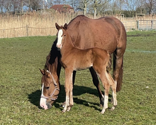 horse Diva To Jump (Oldenburg show jumper, 2023, from Diablue PS)