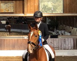 dressage horse Special Edition 30 (Westphalian, 2019, from Secret)