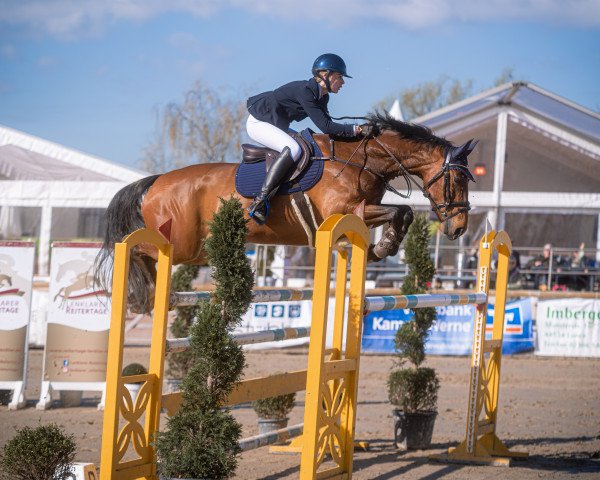 jumper Aydan (Oldenburg, 2015, from Armitage)