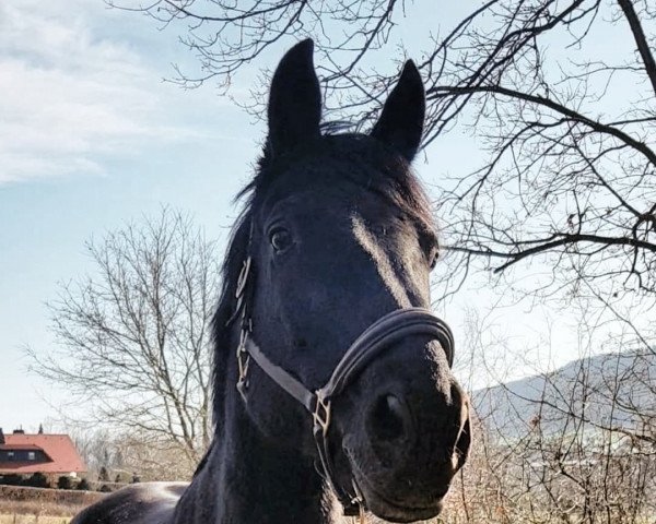 horse Romeo Caruso (Hanoverian, 2008) horse Romeo Caruso (Hanoverian, 2008)