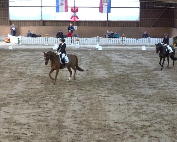 Reitturnier Scharnebeck 2021