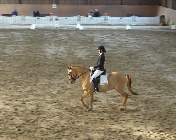 Reitturnier Scharnebeck 2021