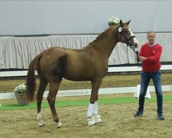 horse Bonaventure K (Westphalian, 2018, from Callaho's Benicio)