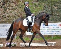 dressage horse Carte Blanche E (Oldenburg, 2007, from Lord Sinclair I)