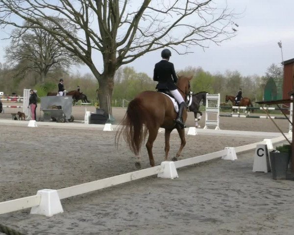 Reitturnier Handorf 2023