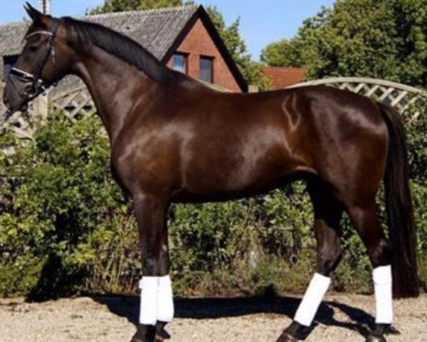 broodmare Maramia (German Sport Horse, 2012, from E.H. Millennium)