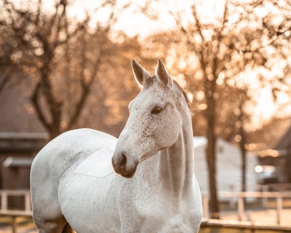 broodmare Chanel 460 (Holsteiner, 2010, from Cancara)