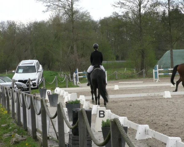 Reitturnier Handorf 2023