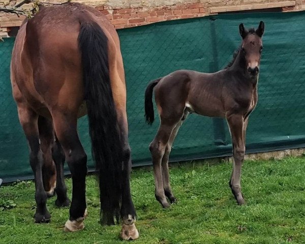 Cavallo Caragi SLK (Oldenburger Cavallo da salto, 2023, di Cannon Reuvekamp's Z)