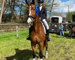 dressage horse Baumann`s Ramzes (Westphalian, 2012, from Royal Blend)