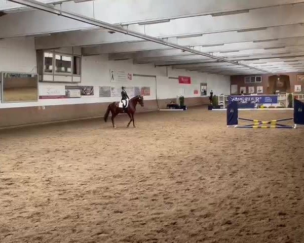 Reitturnier Hohenhameln, -jähriges Vereinsbestehen des RFV Hohenhameln! 2023