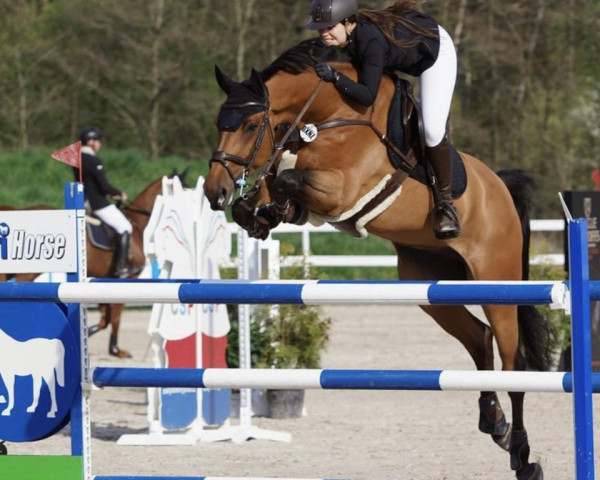 Jumper Iquachec Pavlin (KWPN (Dutch Warmblood), 2013, from Quadam)
