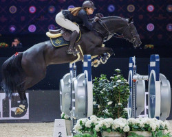 jumper Cikaddo (German Sport Horse, 2013, from Balou du Rouet)
