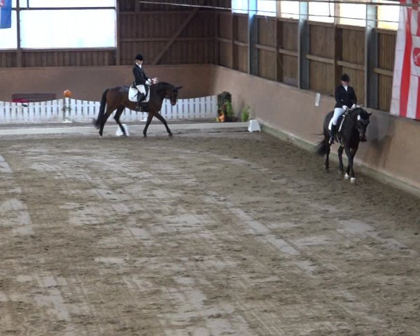 Reitturnier Scharnebeck 2021