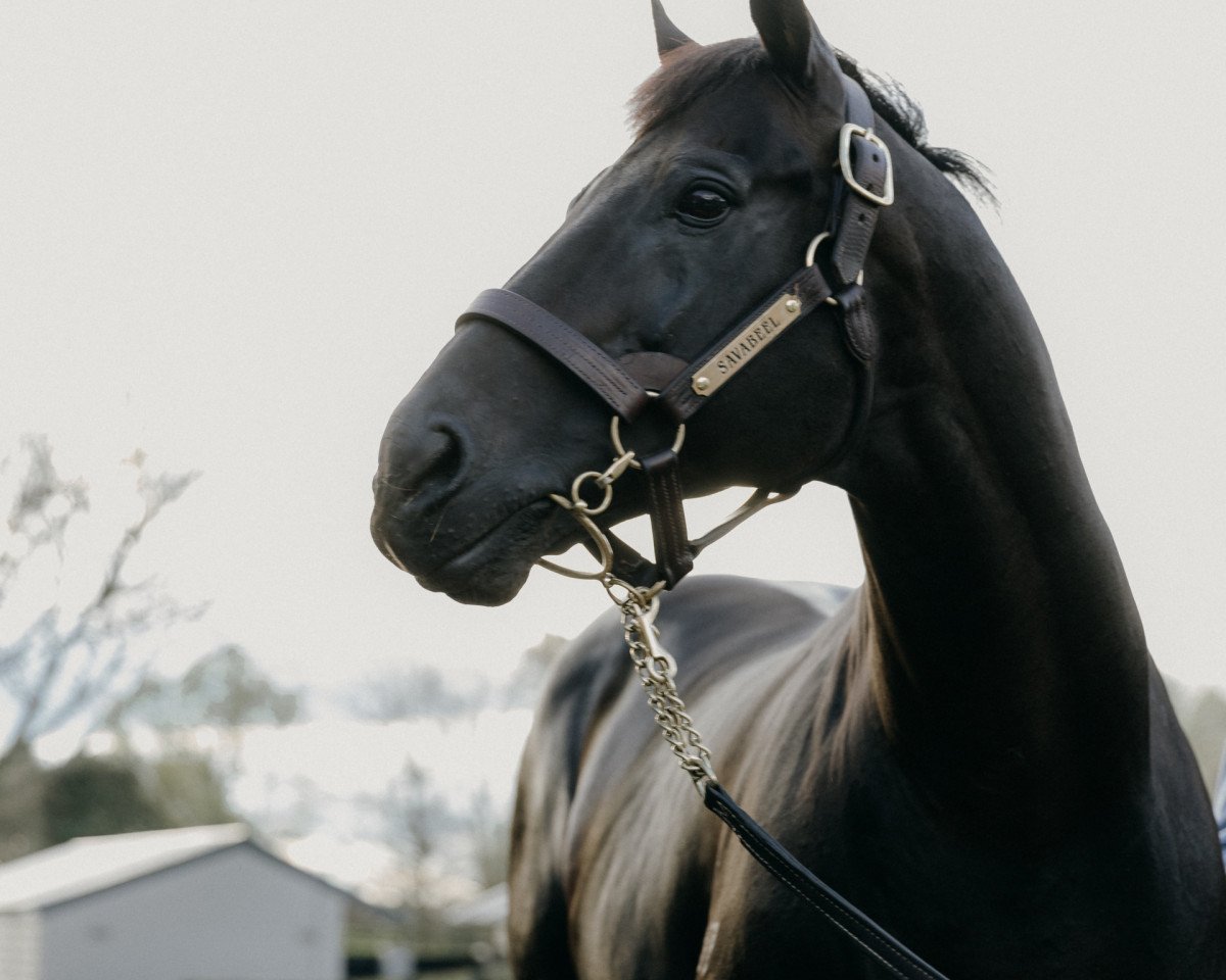 stallion Savabeel xx (Thoroughbred, 2001, from Zabeel xx)