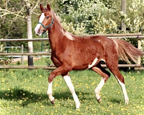 Pferd Snow SK (Oldenburger, 2022, von Sky)