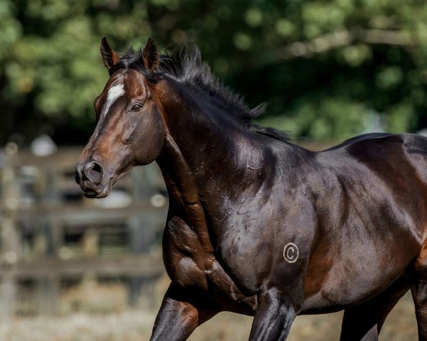 stallion Tivaci xx (Thoroughbred, 2012, from High Chaparral xx)