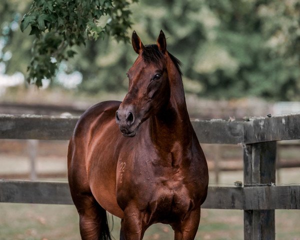 stallion Ocean Park xx (Thoroughbred, 2008, from Thorn Park xx)