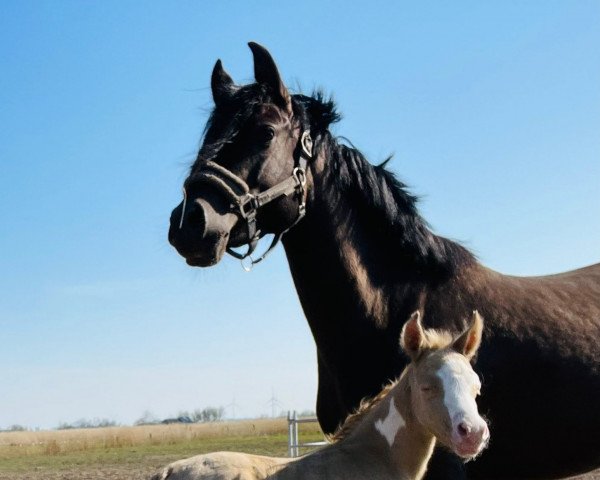 horse Karamellbonbon (German Riding Pony, 2023, from Expecto Patronum 3)