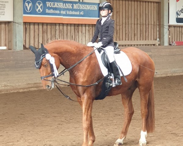 dressage horse Diallo Fox C (Oldenburg, 2013, from Desperados FRH)