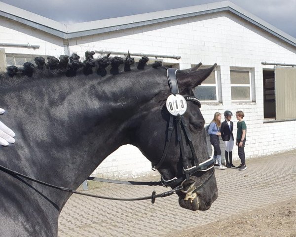 dressage horse Don't Worry 49 (Hanoverian, 2016, from Dressage Royal) dressage horse Don't Worry 49 (Hanoverian, 2016, from Dressage Royal)