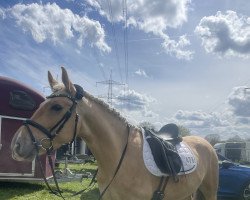 dressage horse Golden Boy 183 (Dutch Pony, 2017)