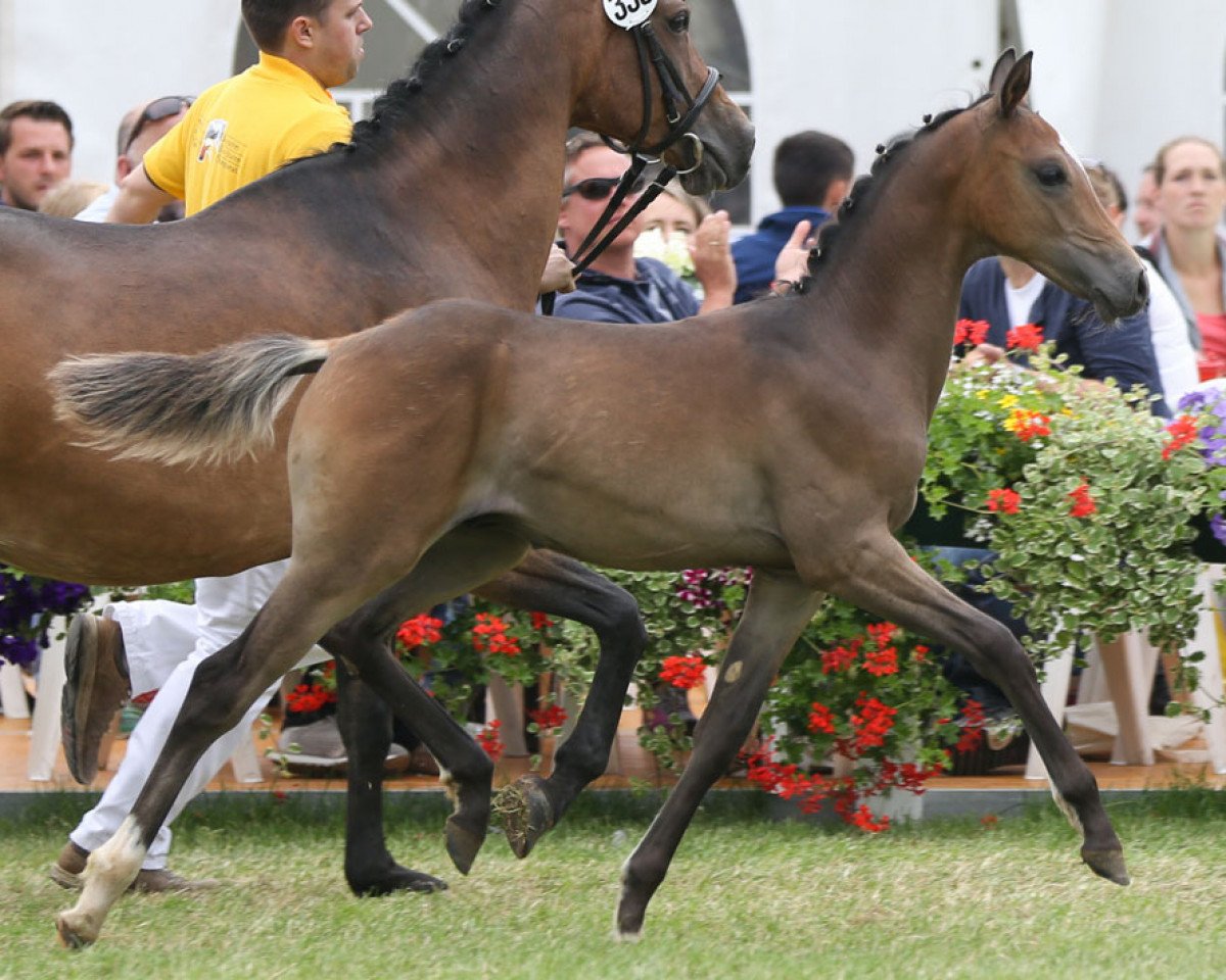 horse Ambrosius II (German Riding Pony, 2016, from A new Star)