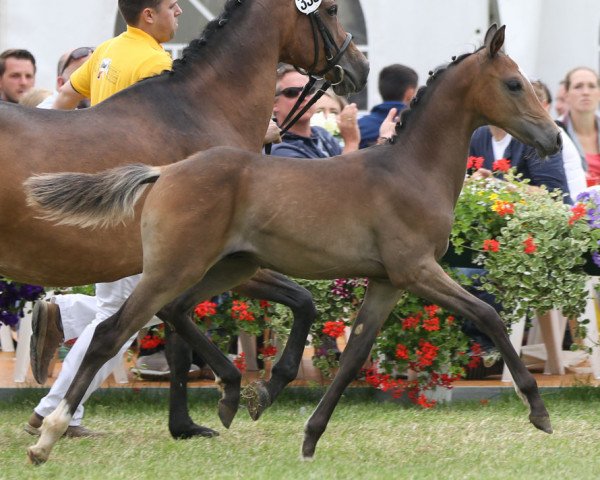 horse Ambrosius II (German Riding Pony, 2016, from A new Star)