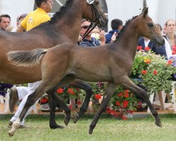 horse Ambrosius II (German Riding Pony, 2016, from A new Star)