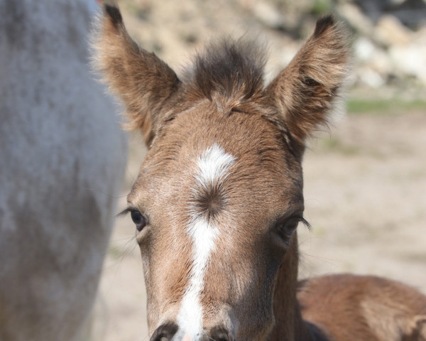 broodmare Petit Heavenly Hope (German Riding Pony, 2023, from Mescal 15)