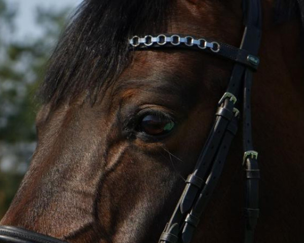 Springpferd Clax 2 (Holsteiner, 2011, von Clinton I)