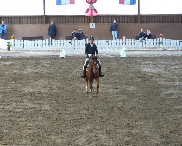 Reitturnier Scharnebeck 2021