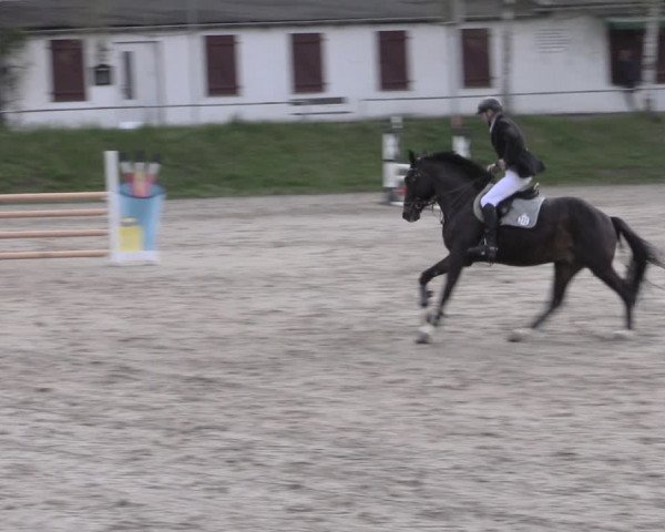 Reitturnier Lgl.-Oberhain, B95 2023