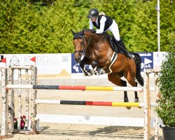 Springpferd Simply Joy 4 (Holsteiner, 2016, von Sandro Boy)